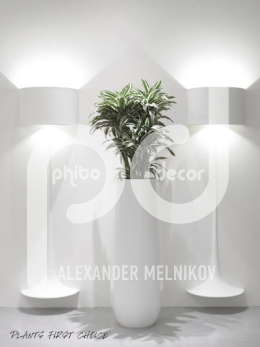 Drop Dracaena fragans ‘White Jewel’