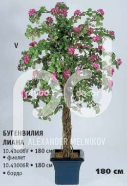 Бугенвилия лиана фиолет