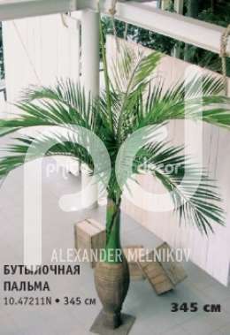 Бутылочная пальма