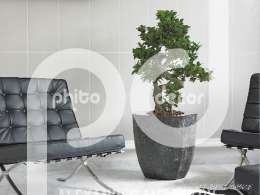 Medar Ficus microcarpa “Ginseng”