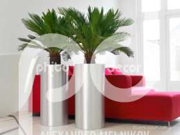 Parel Aluminium Zuilen Cycas revoluta