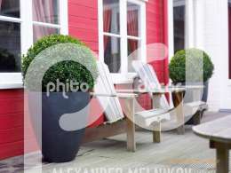 Poly Plus Buxus sempervirens