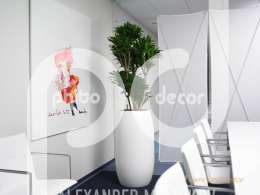 Dual Top Extra Large Dracaena fragans ‘Compacta’