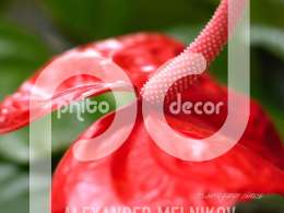 Anthurium hybride