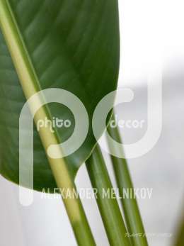 Ficus benjamina ‘Exotica’