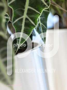 Parel Aluminium Alocasia polly