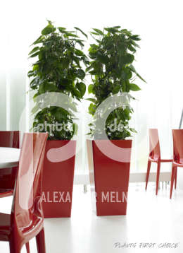 Promo Plus Philodendron scandens