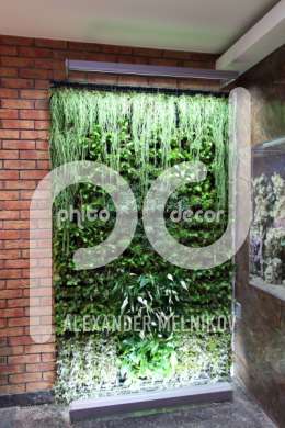 Озеленение стен растениями