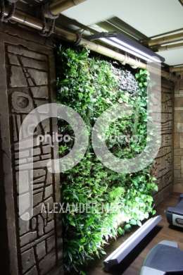 Озеленение стен растениями