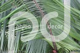 Шипы пальмы