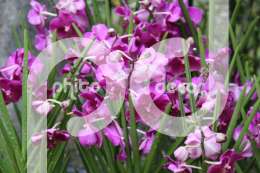Орхидеи Ванда