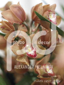 River Cymbidium hybride