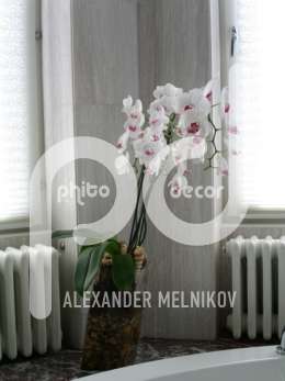 Фаленопсис орхидеи